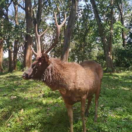 Wild Window - Forest View Homestay Thekkady Esterno foto