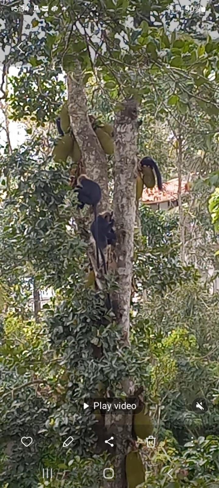 Wild Window - Forest View Homestay Thekkady Esterno foto
