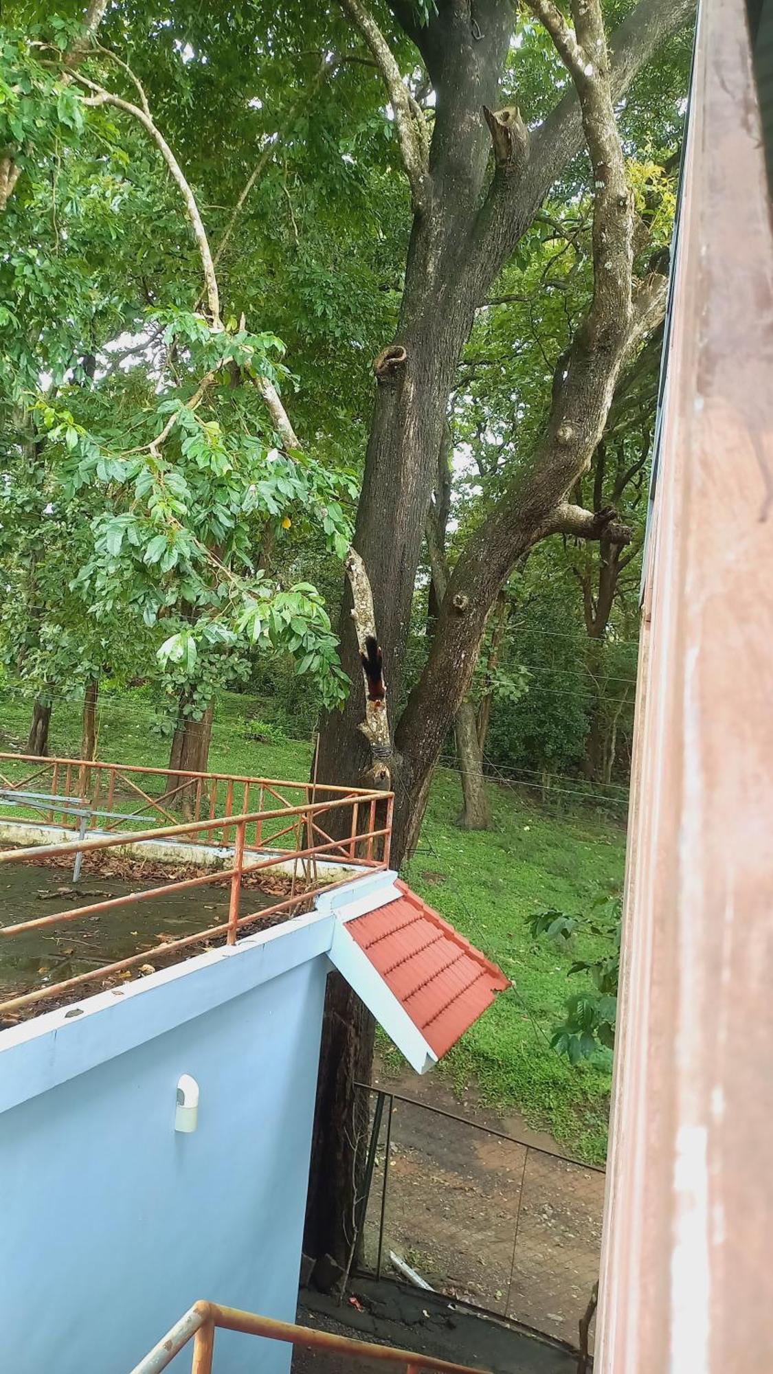 Wild Window - Forest View Homestay Thekkady Esterno foto