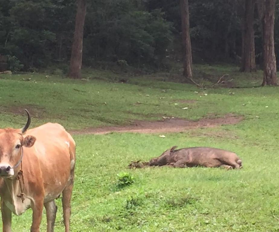 Wild Window - Forest View Homestay Thekkady Esterno foto