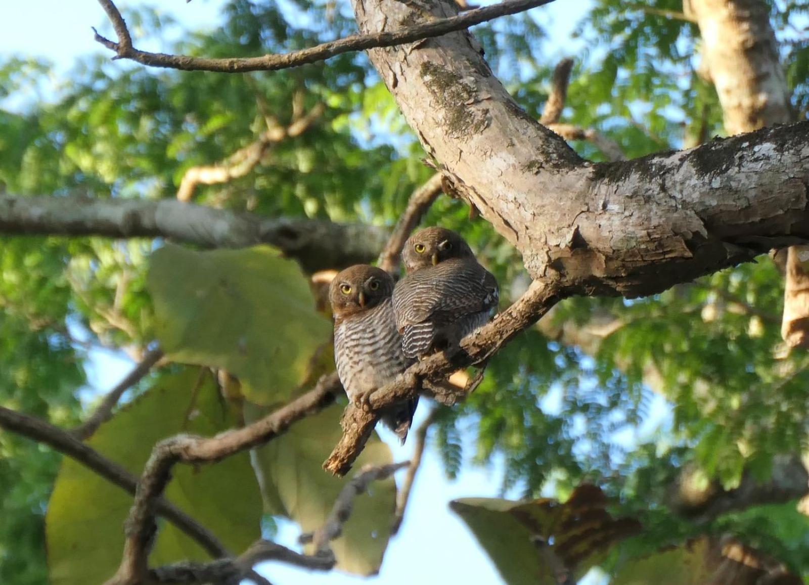 Wild Window - Forest View Homestay Thekkady Esterno foto