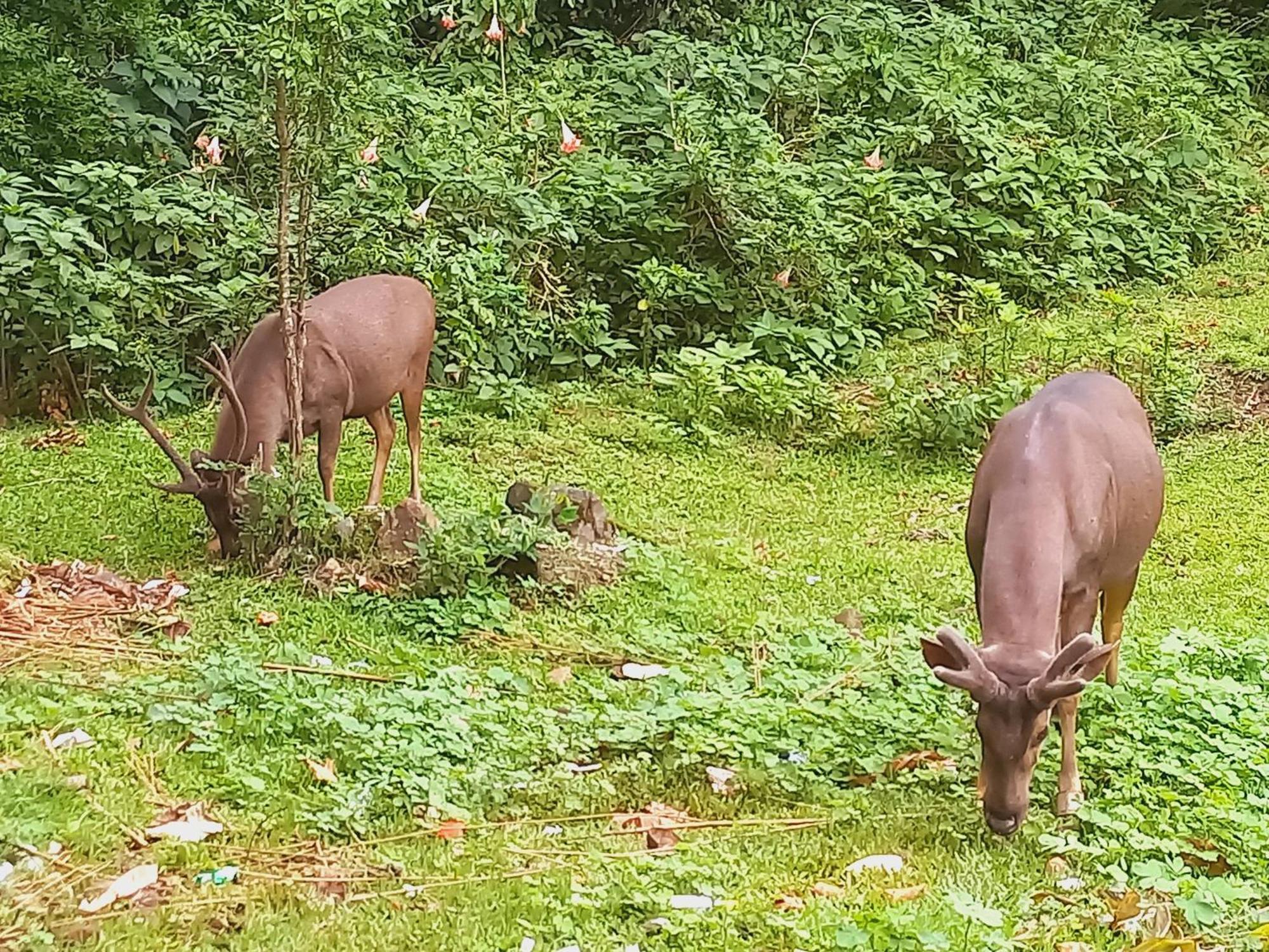 Wild Window - Forest View Homestay Thekkady Esterno foto