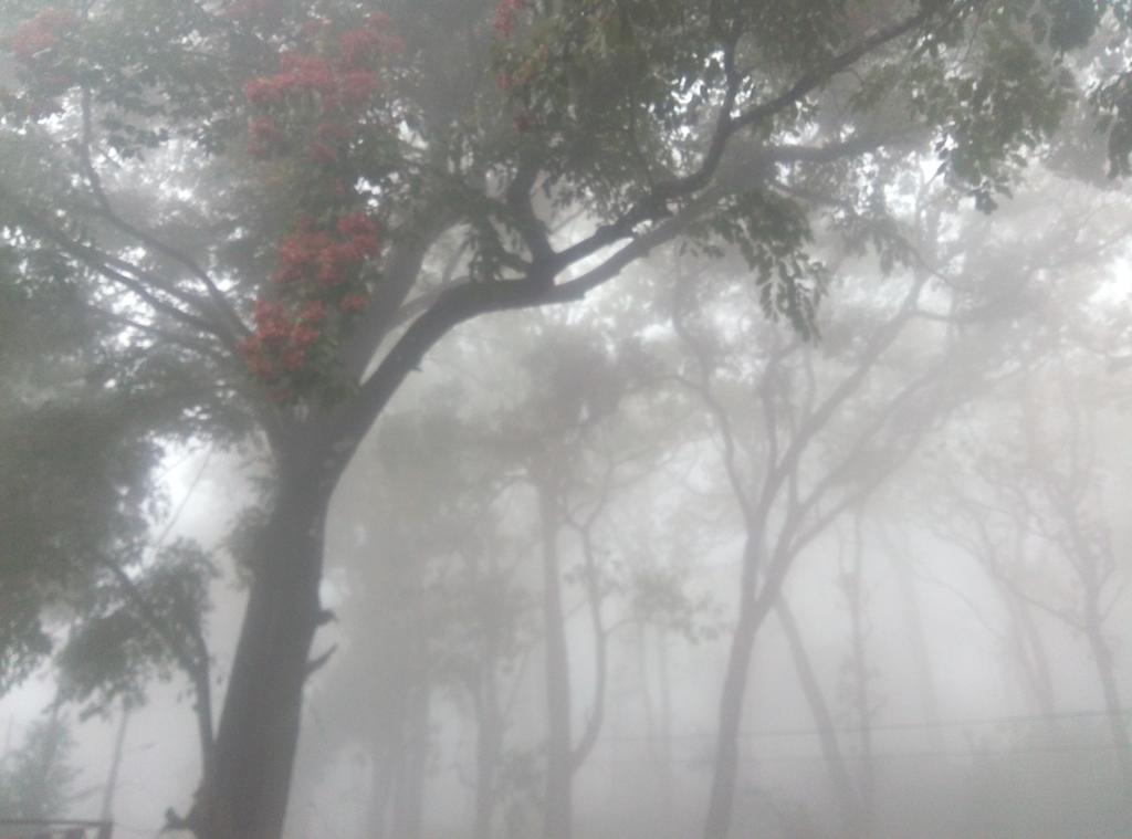 Wild Window - Forest View Homestay Thekkady Esterno foto